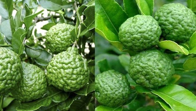 Kaffir lime is one of the specialty fruits of An Giang Province.