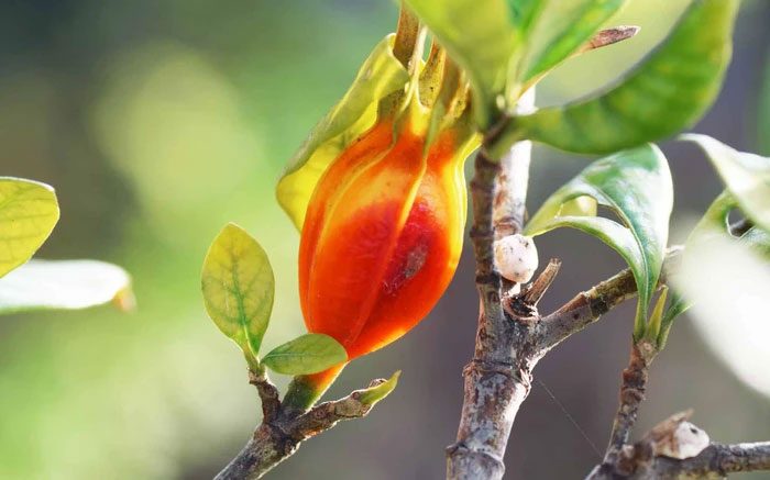 The Gardenia plant is also known as Gardenia jasminoides...