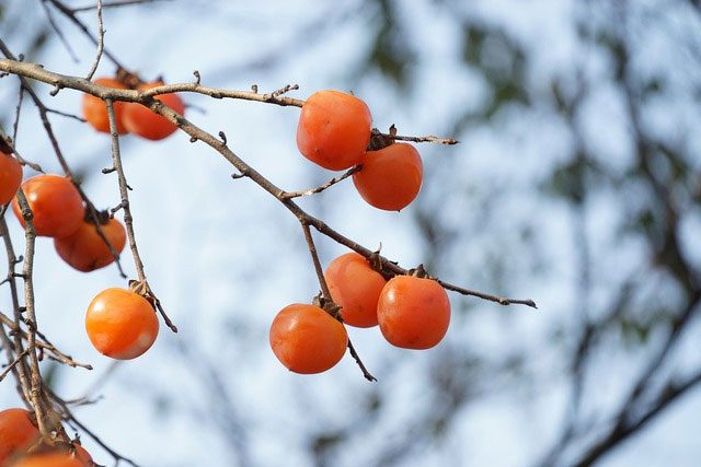 Many cases of intestinal blockage due to excessive persimmon consumption.