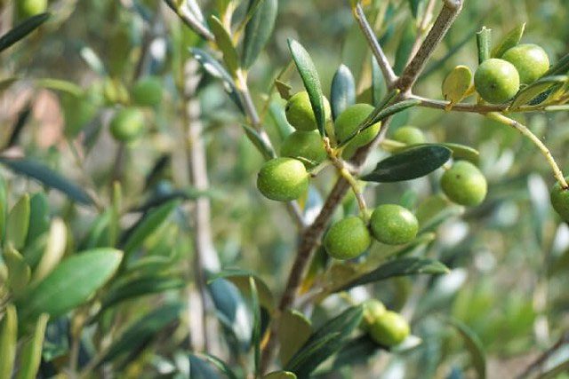 Olives appeared about 8,000 years ago in the Mediterranean.