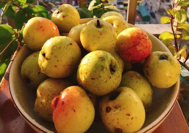 The wild apple is a rich source of important minerals and vitamins.