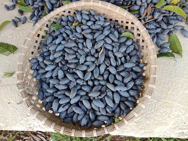 Eating black plum is very beneficial for health.
