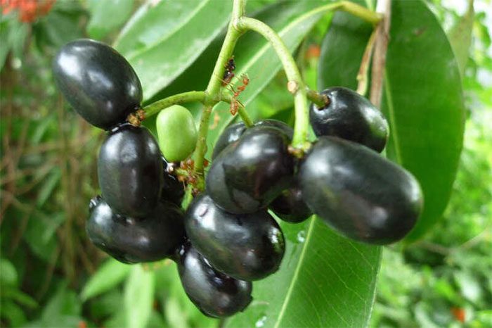 The Tram Fruit, also known as wild tram or forest tram.