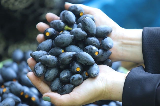 Black Plum is a popular fruit among many Vietnamese.