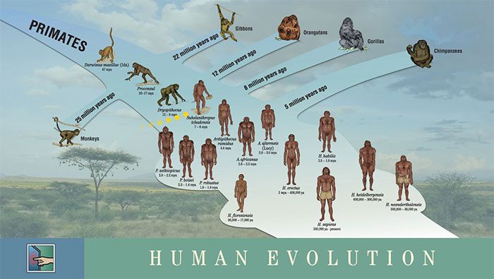 The evolutionary process of humanity