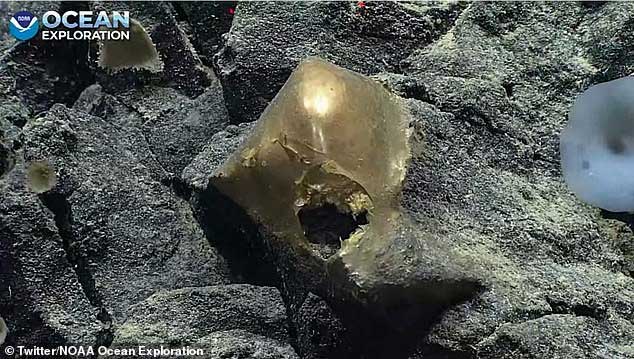 Mysterious yellow egg