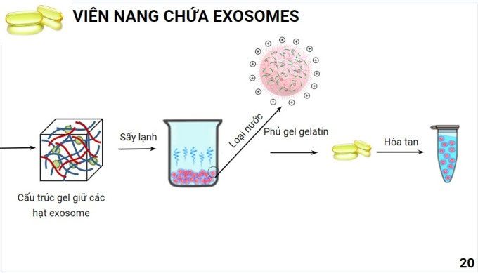 Part of the capsule manufacturing process containing exosomes.