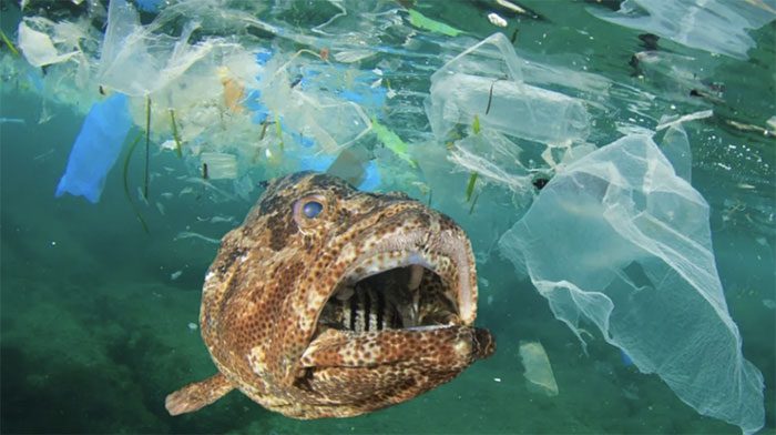 Marine creatures are facing pollution caused by humans