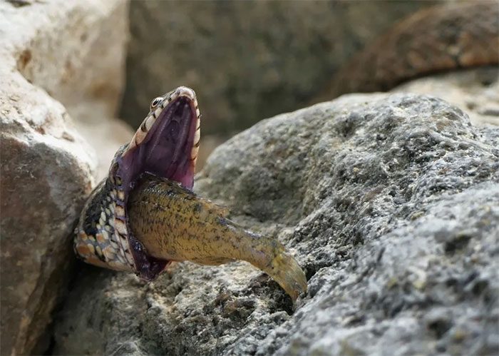 In most cases, the snake will not survive without help.
