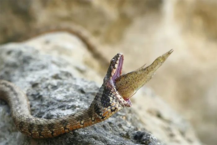 Close-up of the fish stuck in the snake's throat.