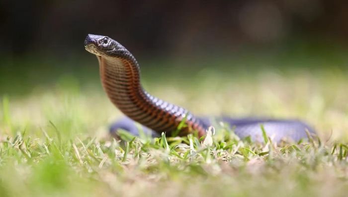  As temperatures rise, snakes begin to become more active. 