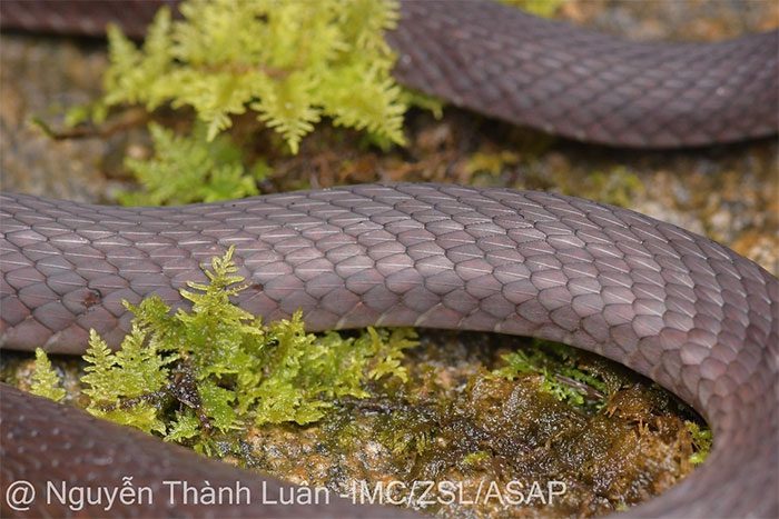 Image of the dorsal scales of the H'mong keelback snake.