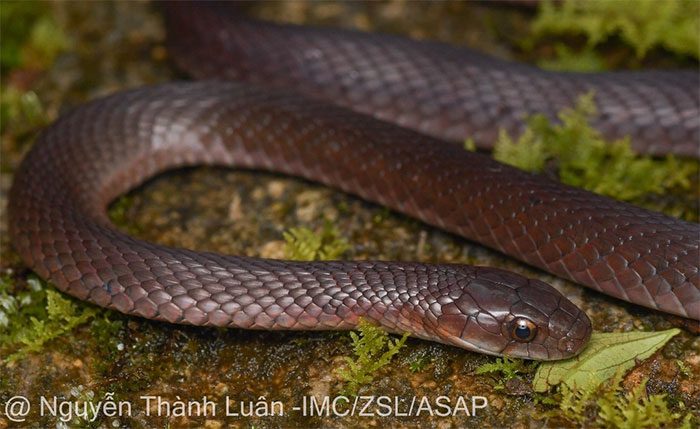 Close-up image of the head of the H'mong keelback snake.