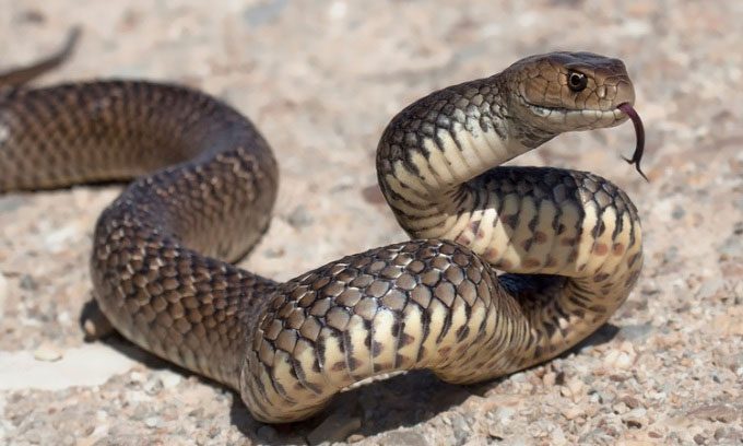 Eastern brown snake (Pseudonaja textilis) hunts using both venom and constriction.