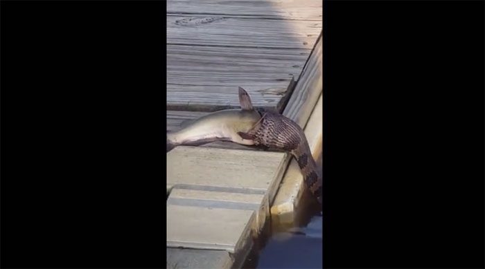 The snake struggling to swallow a catfish.
