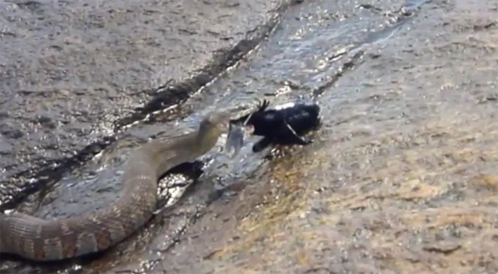 The water snake is eating a round goby fish.