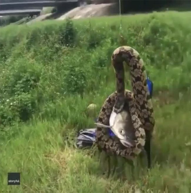 As he pulled the bait out of the water, the snake remained tightly latched onto the fish.