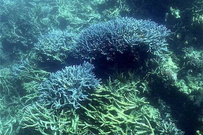 This species of coral is common in the Red Sea.
