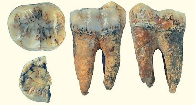 Lower jaw of the giant ape at Lang Trang Cave.