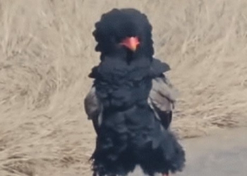 rare moments of the bateleur eagle 130524