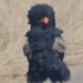 rare moments of the bateleur eagle 130524