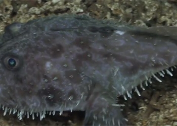 rare movie about sea turtle sand dwelling below the deep sea 130761
