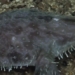 rare movie about sea turtle sand dwelling below the deep sea 130761