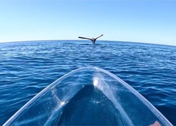 rare movie about whales and their struggles 129251