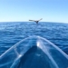 rare movie about whales and their struggles 129251