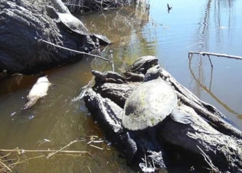 rare white kingfisher discovered in australia 130926