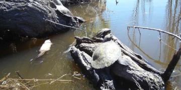 rare white kingfisher discovered in australia 130926