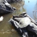 rare white kingfisher discovered in australia 130926