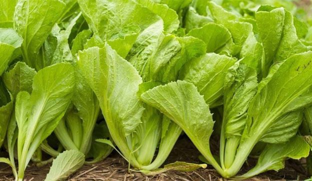 Just one bowl of mustard greens meets the daily Vitamin K requirement.
