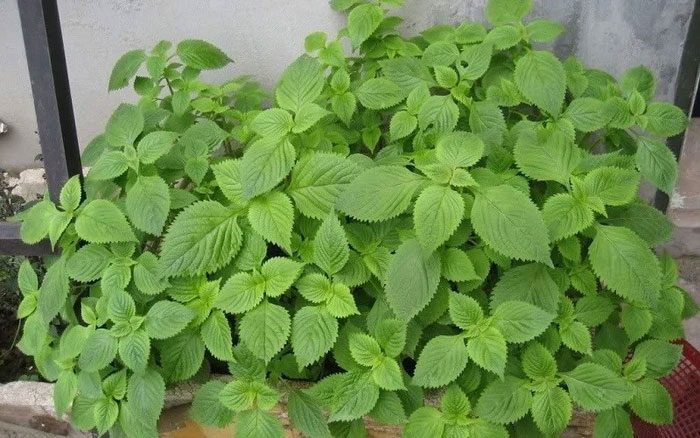 Perilla is one of the important herbal remedies for heat colds and flu.
