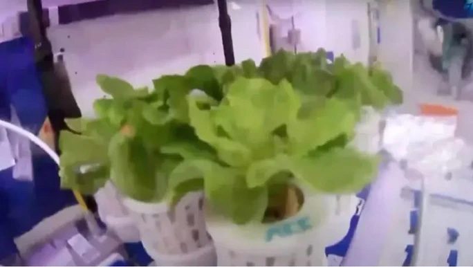 Vegetables grown on the Tiangong Space Station