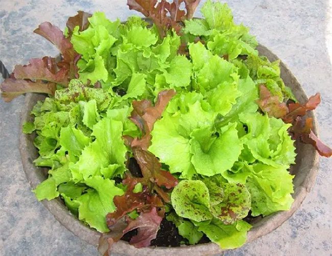 Lettuce can treat dryness, phlegm, and reduce cough in winter...