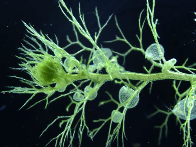 Roots of the bladderwort, the fastest carnivorous plant group.