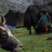 recording the peaceful life of the people of bhutan known as the happiest kingdom in the world 130768