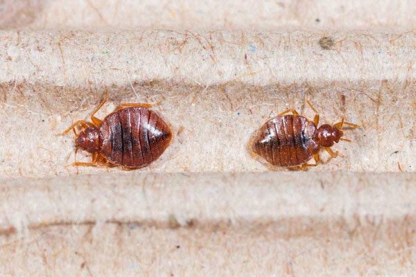 Bed bug.