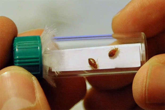 A bed bug in New York, USA.