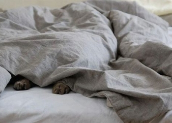 research causing shock due to bacteria in bed and bed frame 17 442 times more than toilet 129939