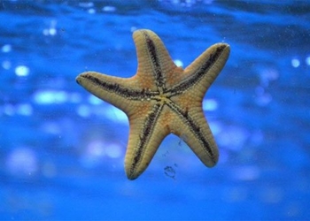 research new why the sea is completely without spirit 130859
