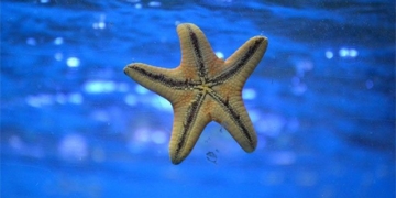 research new why the sea is completely without spirit 130859