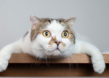 research of scientists shows cats have 276 different emotions 130820