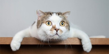 research of scientists shows cats have 276 different emotions 130820
