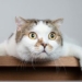 research of scientists shows cats have 276 different emotions 130820