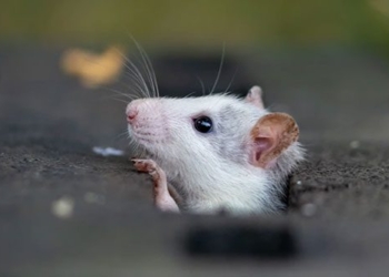 research shows rats have similar imagination to humans 130781