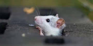 research shows rats have similar imagination to humans 130781