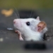research shows rats have similar imagination to humans 130781