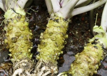 research shows wasabi has a positive effect on memory improvement in elderly 131239